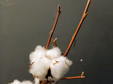 Why Customers Prefer Cotton over Polyester in the Summer