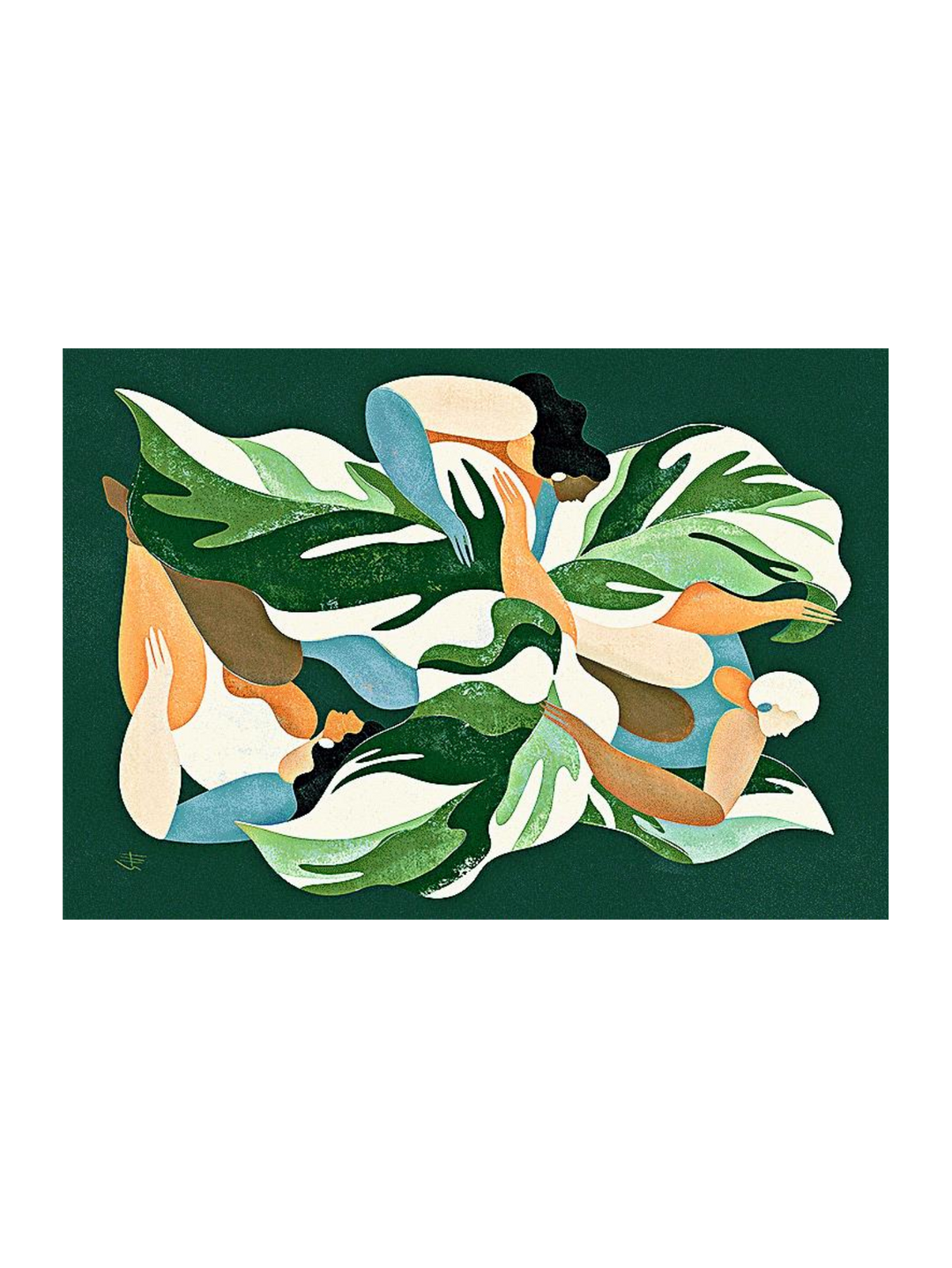 Calathea 1 54 X 37