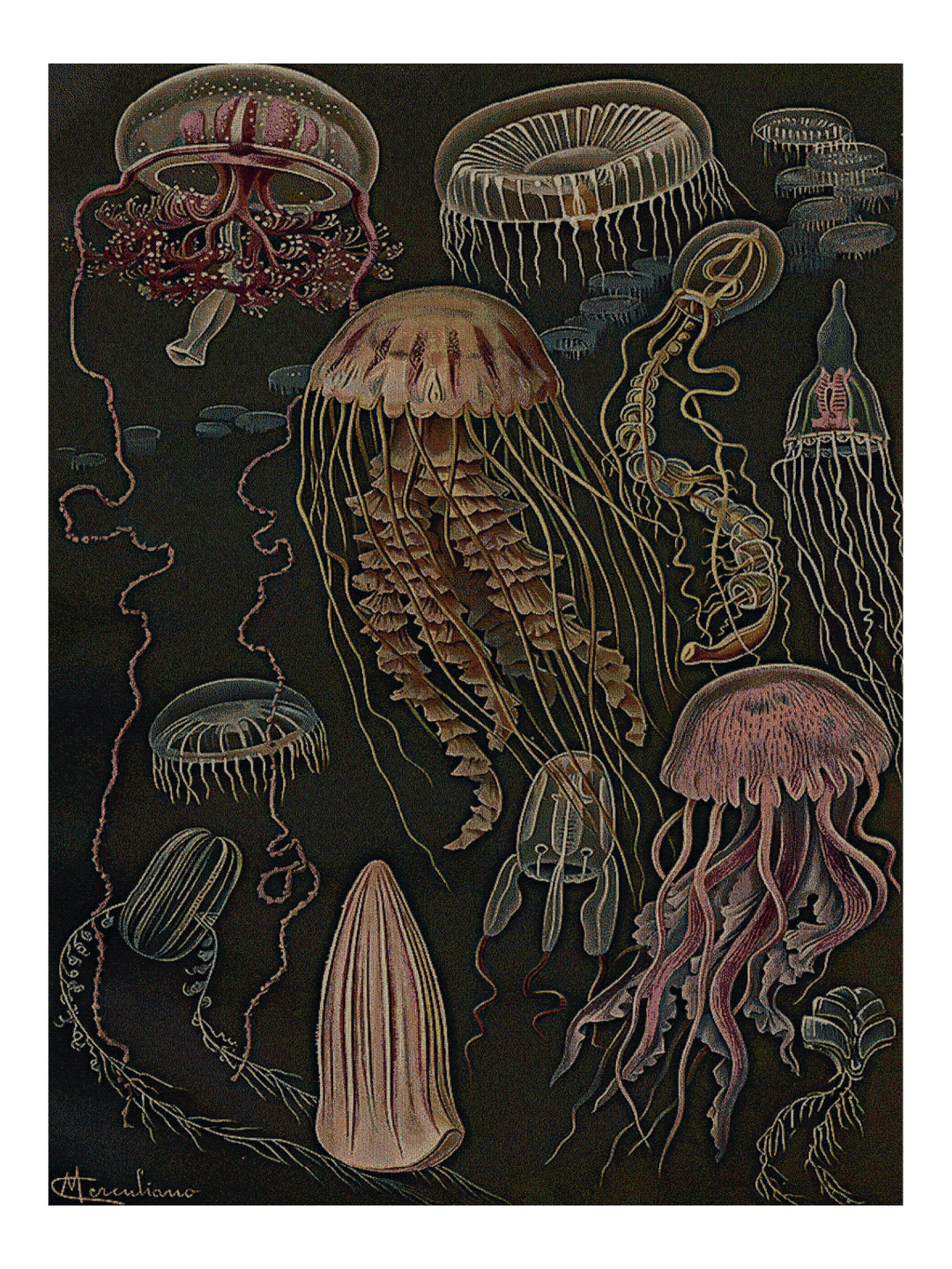 Squid Blanket