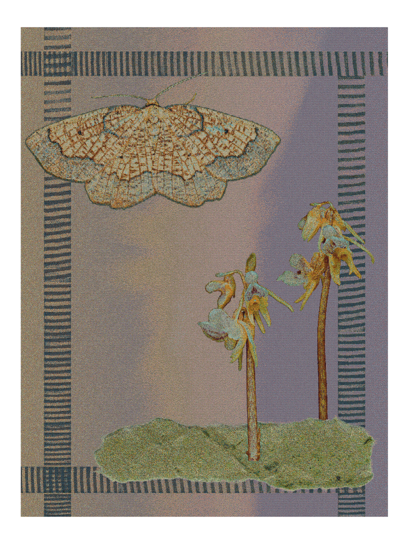 Ghost Orchid Yellow Fill Blanket