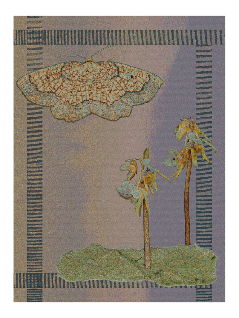 Ghost Orchid Yellow Fill Large Blanket