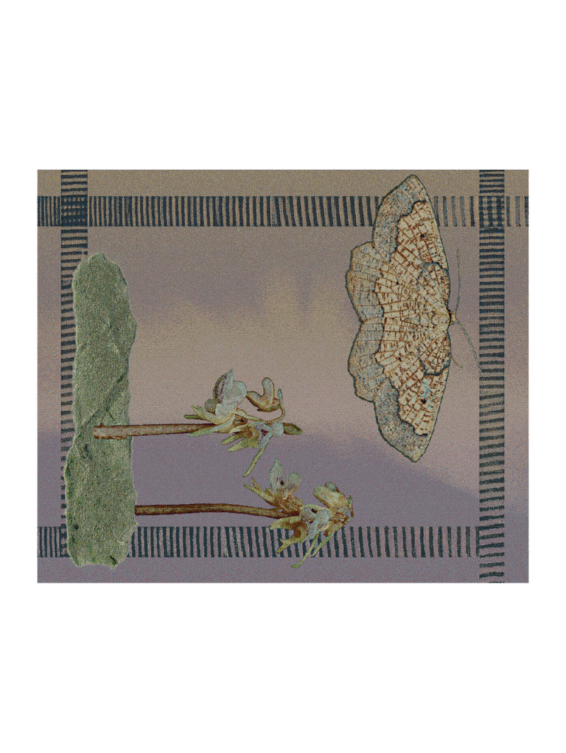 Ghost Orchid Small Blanket
